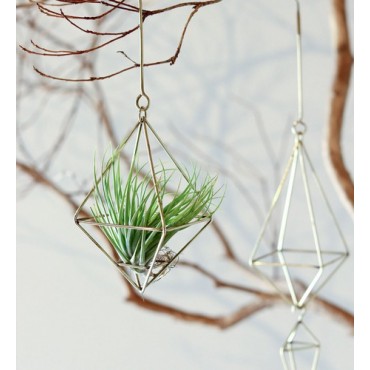 ダイヤオーナメント  in bloom ...